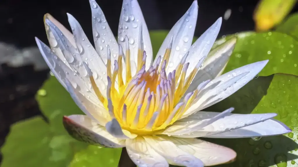 Njira zo Malawi advertisers angapezere Israel Amazon creators pakulengeza zatsopano za beauty.