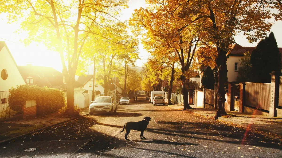 Advertisers: Find Serbia Bilibili Creators Fast