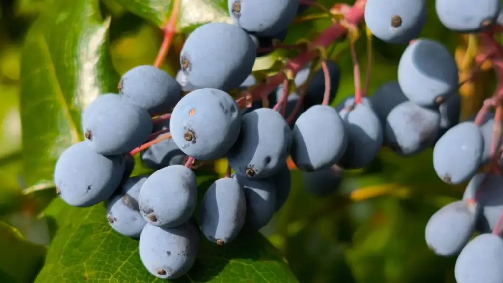 Njira za praktikali kupeza ndi kugwira ntchito ndi WeChat creators ku Dominican Republic kuti muwulitse ma tour aku local — malangizo a BaoLiba, ma tools, njira za verification ndi momwe mukuyankhira msika waku China/Chinese-speaking.