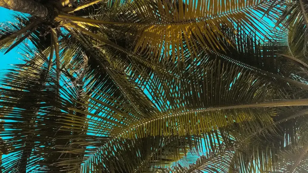 Maupangiri a creator waku Malawi pa kufikira ma New Zealand brands pa Hulu ndi kupanga GRWM videos — ma step, network, ndi chinsinsi cha MaTitie.