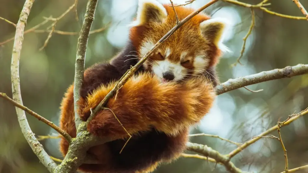 Njira zakutali ndi zenizeni za kupeza ndi kugwirizana ndi Ukraine Moj creators pa ma unboxing omwe amayenda mwachangu, zokhala ndi njira za kampeni, chitsimikizo cha risk, ndi momwe mungalimbikitsire.