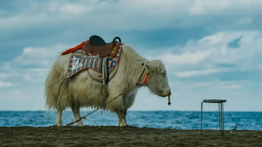 Njira zolimbikitsa momwe ogulitsa ku Malawi angapeze ndi kugwira ntchito ndi Morocco Line creators kuti apange city guide zodziwitsa komanso zosasokoneza.