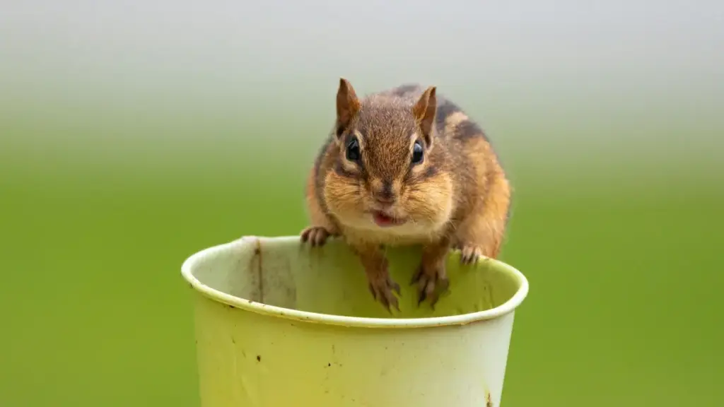 Malingaliro apamtima kwa ojambula ndi ogwira ntchito ku Malawi pa momwe mungafikire ma brand a Georgia pa Hulu kuti agawane nkhani za zochitika ndi sponsor tags.
