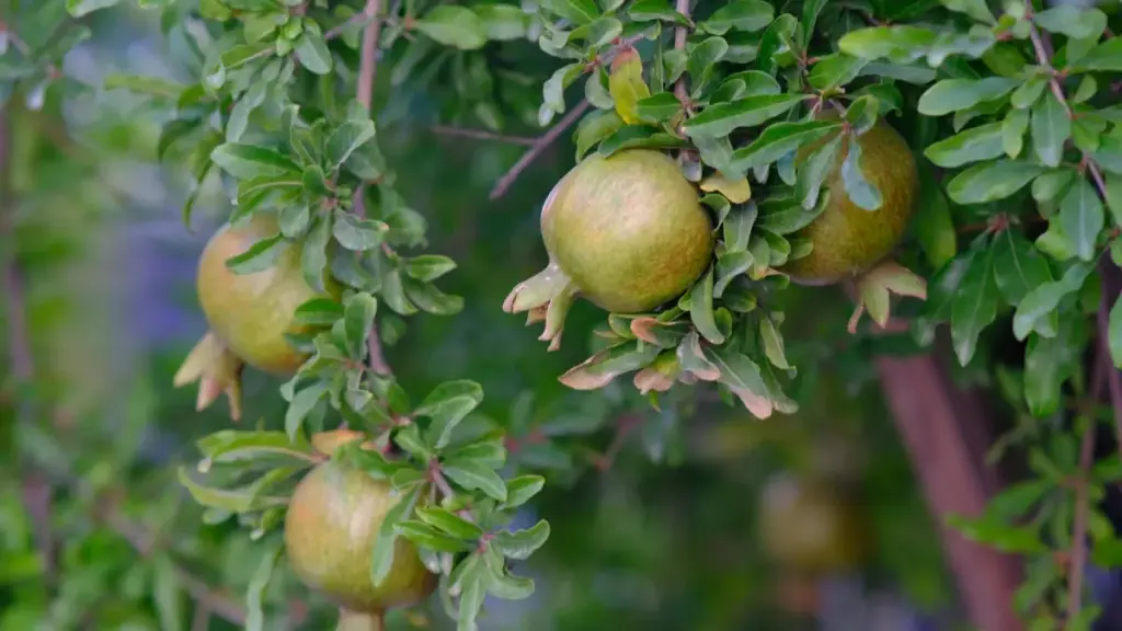 Mfundo zothandiza komanso zochitika momwe wopanga zinthu ku Malawi angafikire ma brand a Jordan pa Hulu kuti akwaniritse cross-promotion ndi njira zoyendetsera malonda.