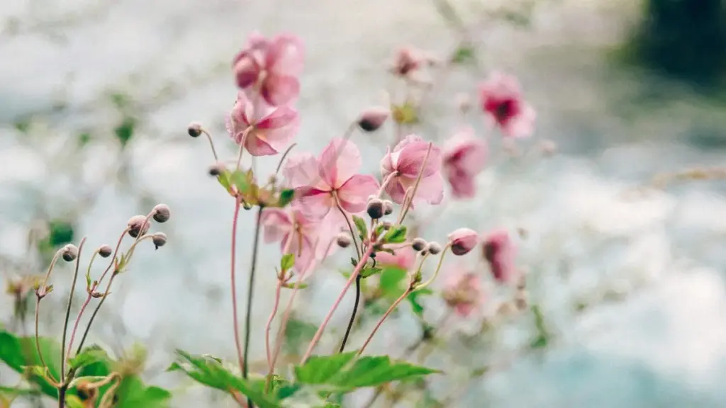 Njira zowunikira za momwe wopanga ma video a reaction a nyimbo angafikire ma Israel brands pa LinkedIn kuchokera ku Malawi — njira za networking, pitch, ndiponso zotsatira zakusankha njira.