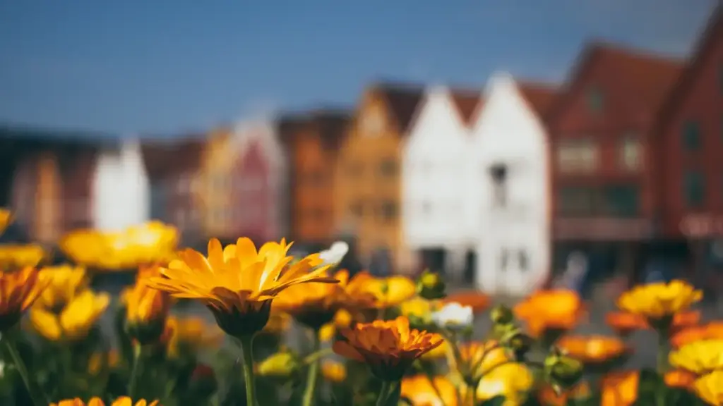 Mawu ophunzitsa malonda ku Malawi: njira zolondola zokuzira ndi kulumikiza ndi Laos creators pa Roposo kuti mufike ma niche audiences.