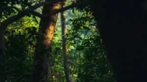 Mawu achinyamata kwa ojambula ku Malawi omwe akufuna kulumikiza Malta Guinness ndi opanga ku Malta pa Telegram, njira zenizeni, zitsanzo, ndikugwiritsa ntchito NordVPN.