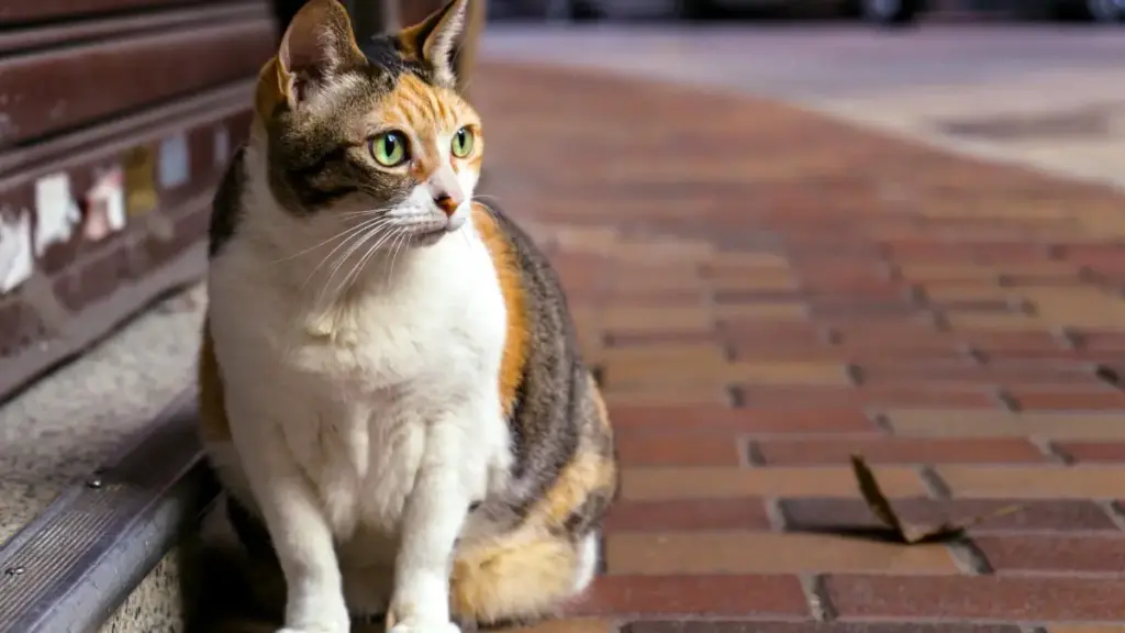 Njira zothandiza kupeza Amazon creators ku Czech Republic kuti mulimbikitse nyimbo zatsopano, njira, ma tools, ndi momwe TIP ya Amazon imagwirira ntchito.