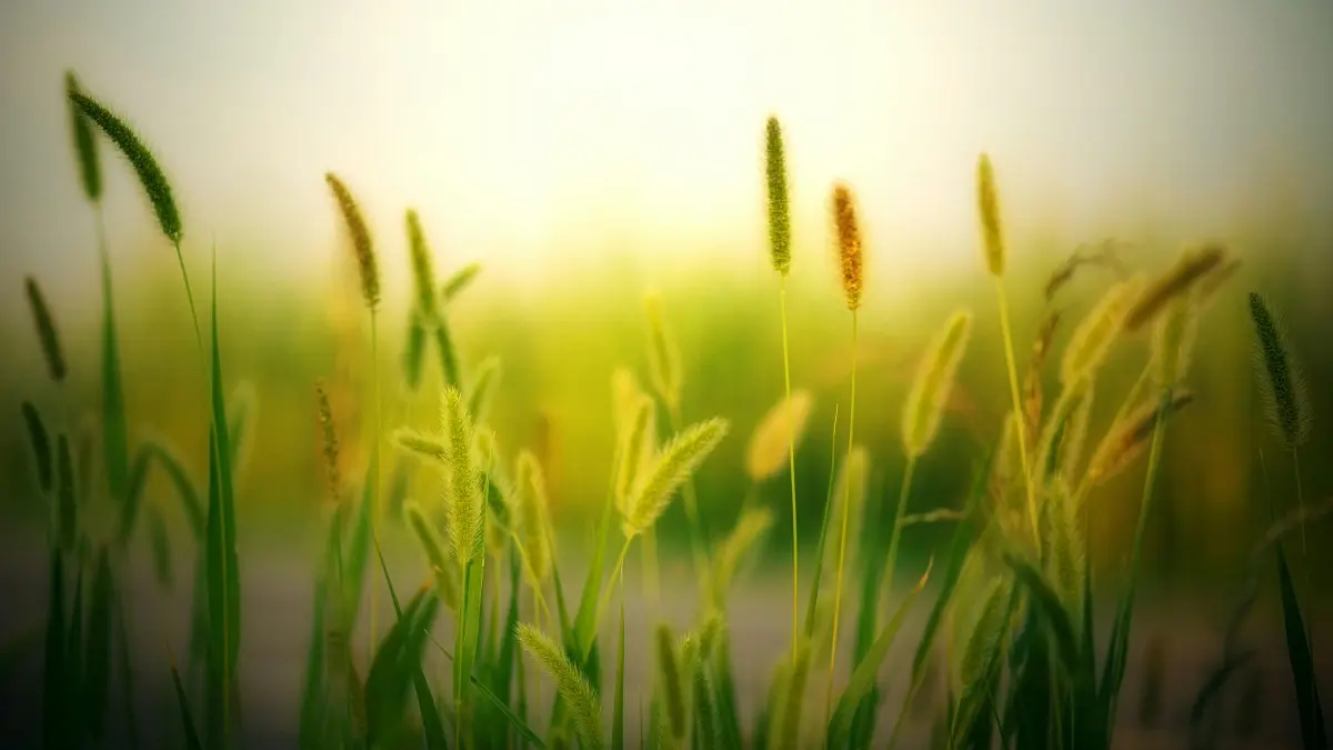 Ogulitsa ku Malawi: Pezani Japan WeChat creators kuti mukule ndi product seeding