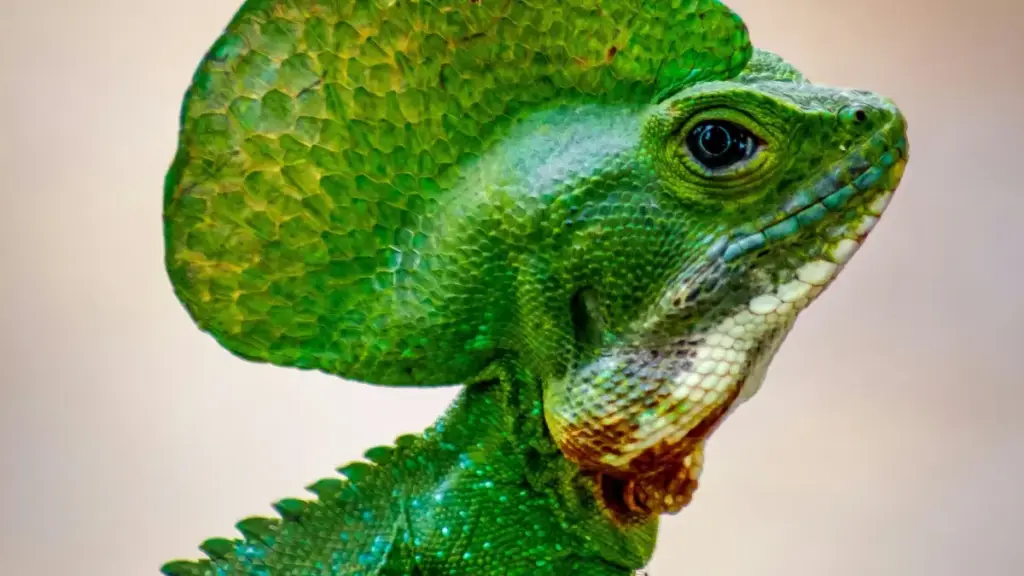 Malangizo ochita product seeding kwa beauty bloggers ku Slovakia pogwiritsa ntchito Roposo, ma tools, ndi momwe mungapezere creators oyenera.