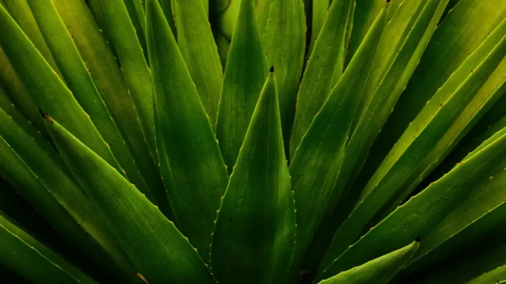 Njira zachikale za kupeza ndi kugwira ntchito ndi Jordan Zalo creators kuti muyambe mndandanda wa ma tutorial — njira, mawu ongoyang'ana, ndi chisamaliro pa scams.