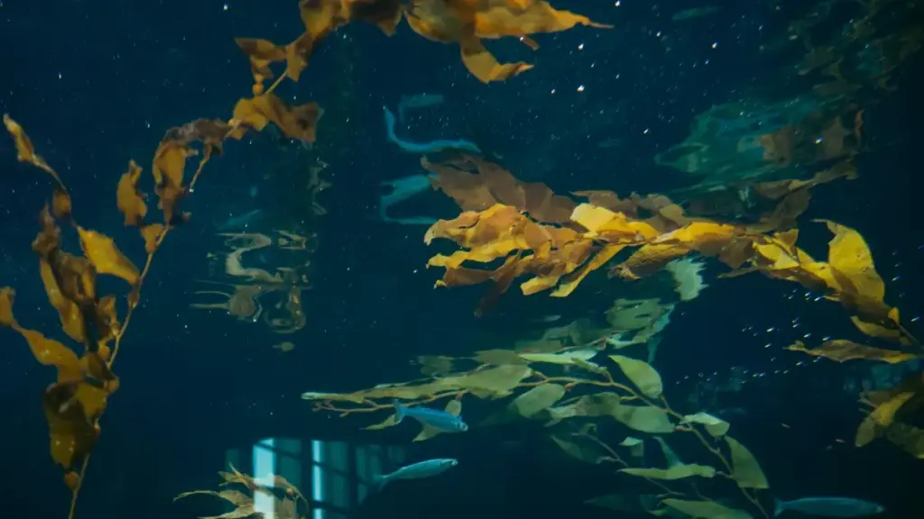 Njira zowakhazikika za ochita content ku Malawi kufikira malonda a Mexico pa Apple Music, kulimbikitsa mabizinesi, ndi momwe mungapangire mgwirizano wachangu.