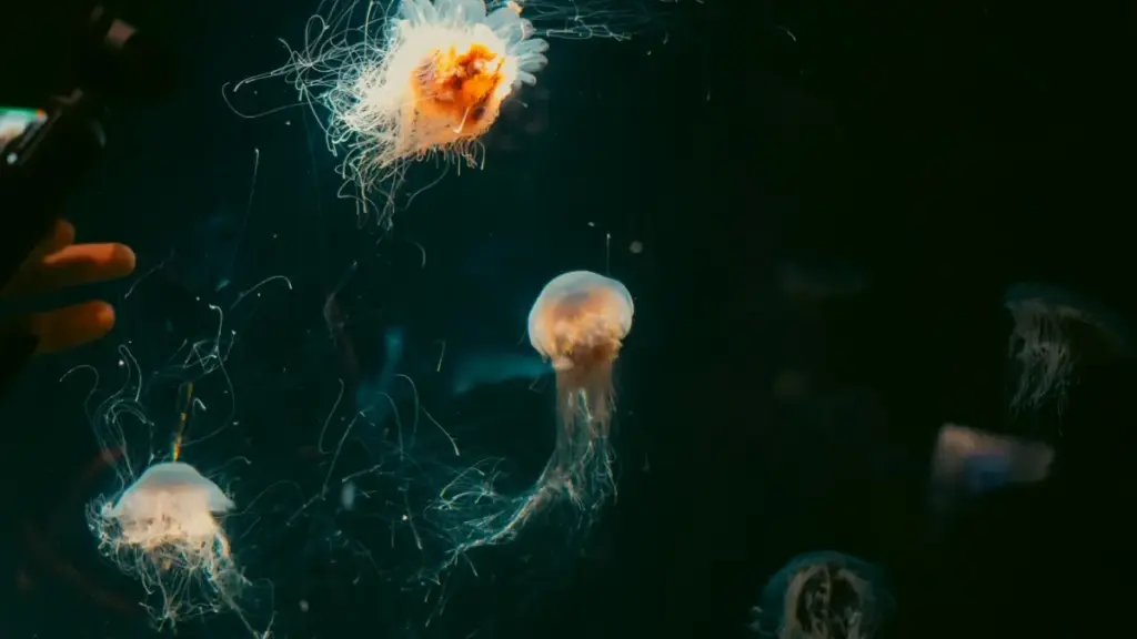 Njira zowakhazikika za ochita content ku Malawi kufikira malonda a Mexico pa Apple Music, kulimbikitsa mabizinesi, ndi momwe mungapangire mgwirizano wachangu.