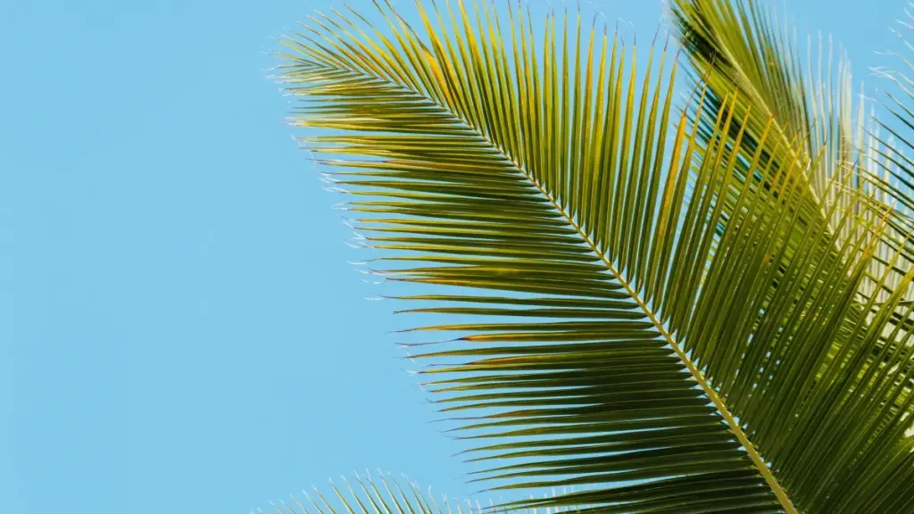 Njira zothandiza za Malawi advertisers kupeza ndi kugwira ntchito ndi Belgium KakaoTalk creators kuti mupezenso ma viral video — njira, zoyenera, ndi zoyendetsera bwino.