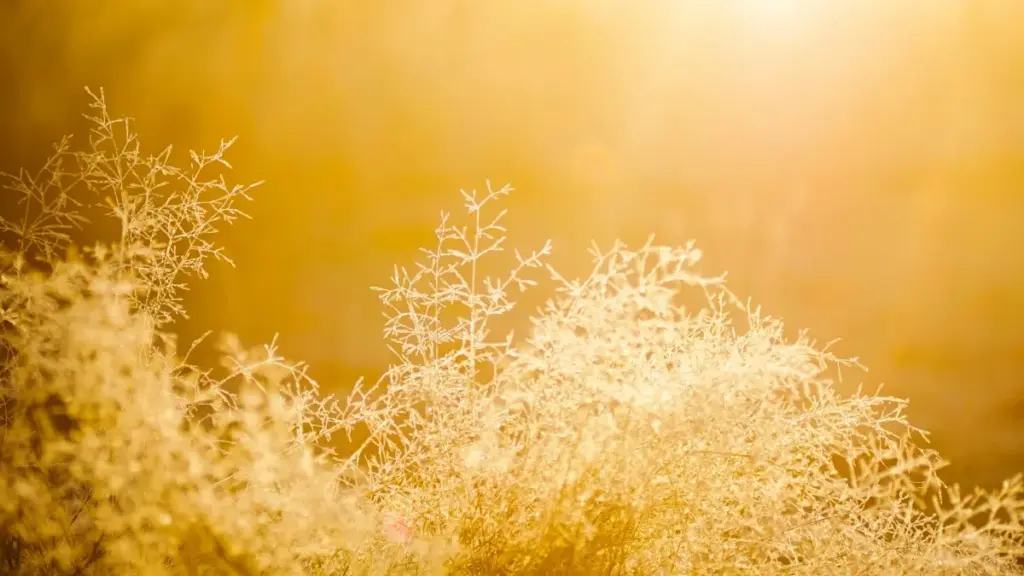 Malangizo ochokera ku Malawi pa momwe mungapezere ochita Spotify ku Lithuania kuti akulitse downloads za APP yanu, kuphatikiza njira, metric, ndi ma tips a kampeni.