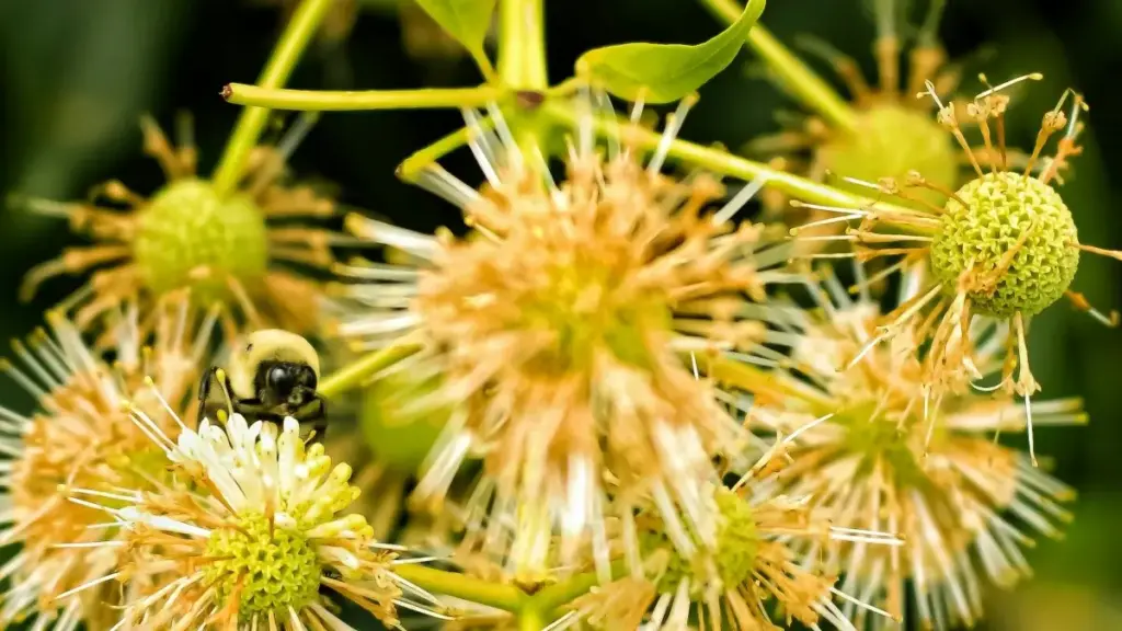 Njira zothandiza za malonda ku Malawi—mmene mungapezere ma Telegram creators ku United States, kusankha, kutumizana mgwirizano, ndi zotsatira zomwe muyenera kuyembekezera.