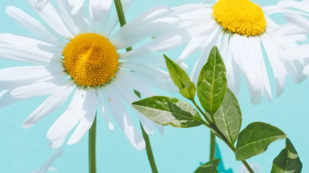 Tengani njira zodzera, uthenga woyenera, ndi ma creator omwe amapanga chidaliro kuti mufikire ma brand a Panama pa Twitch pa ma review a learning platforms.